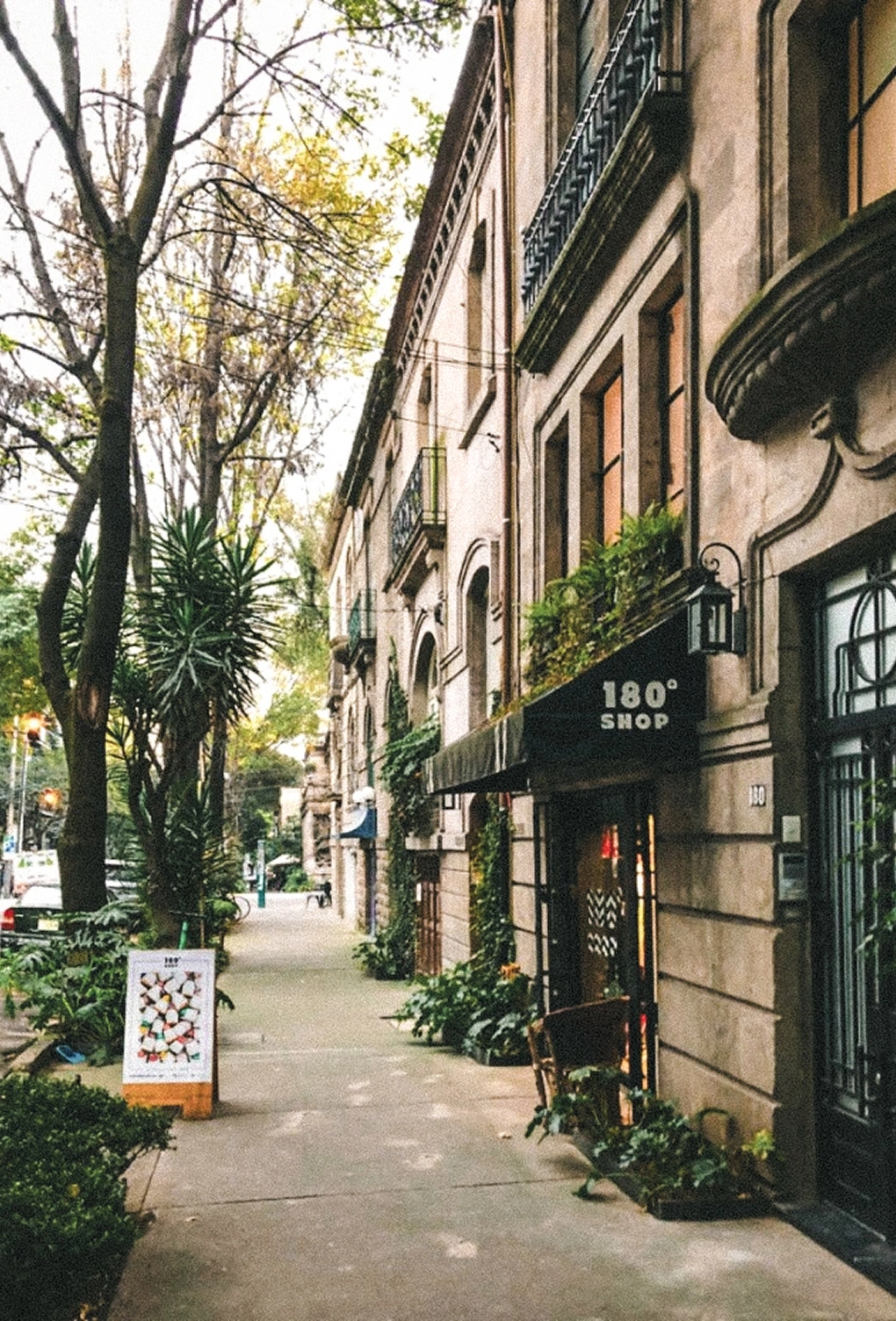Tree-lined sidewalk in Roma Norte, Mexico City