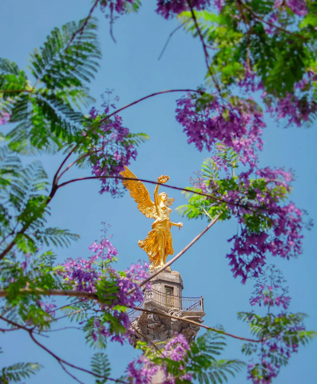 Angel of Independence framed by jacaranda blossoms in Mexico City